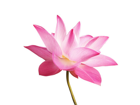 Tropical pink lotus flower blooming isolated on transparent or white background. Concept: Nelumbo nucifera symbolizes purity in Buddhism.