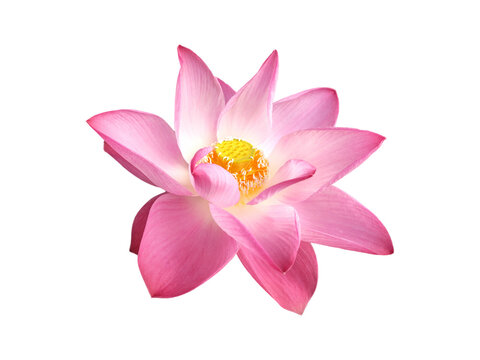 Tropical pink lotus flower blooming with visible stamens and pistils isolated on white or transparent background. Nelumbo nucifera symbolizes purity in Buddhism and beautiful single flora in spring.