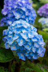 blue hydrangea flower