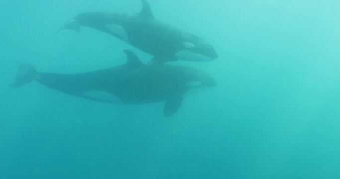 Toothed Whales Swimming Together In Ocean - Baja California, Mexico