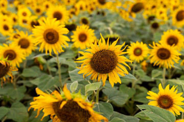 Fototapeta premium Sunflower crop farming in the state of Karnataka State in India
