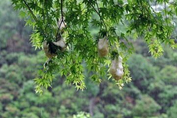 モリアオガエルの卵塊がある風景
