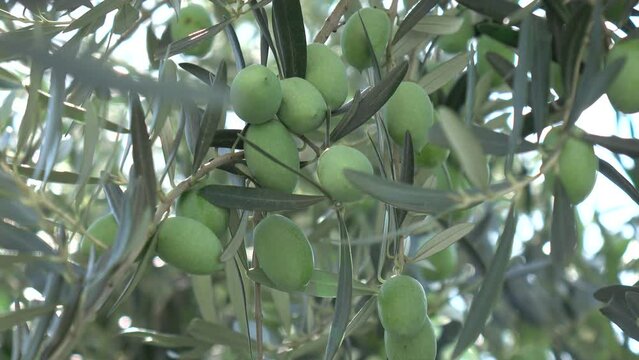 olive tree and fruits 