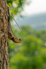Oriental Garden Lizard aka Onthu reptile on tree