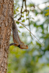 Oriental Garden Lizard aka Onthu reptile on tree
