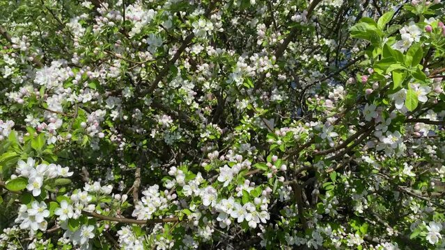 apple tree branches with white flowers close-up as a background.