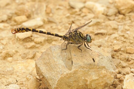 Closeup on a male the small pincertail or green-eyed hook-tailed dragonfly, Onychogomphus forcipatus