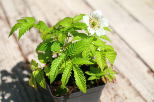 malina ponętna malinotruskawka rubus illecebrosus
