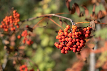 rowan branch with red berries