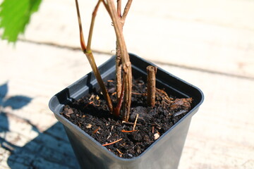 Winobluszcz pięciolistkowy Parthenocissus quinquefolia