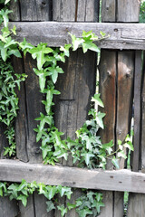 An evergreen common ivy in the sunlight climbing up an old log fence