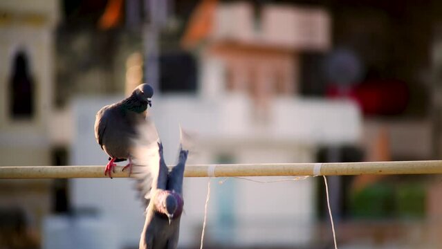 slow motion shot of pigeon taking off while perced on a railing with the beautiful blurred houses of udaipur jaipur india in background showing some detail of this tourist city in India