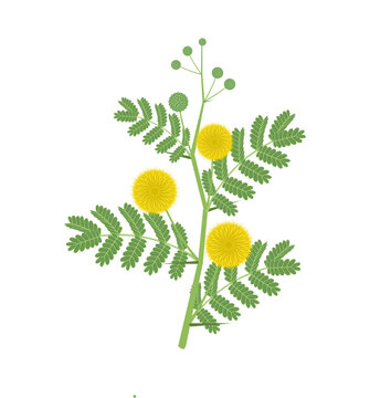 Vector illustration, Vachellia nilotica, known as Acacia nilotica, with the vernacular names gum arabic tree, babul, thorny mimosa, Egyptian acacia or thorny acacia.