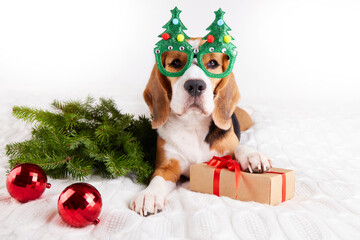 A beagle dog with glasses in the shape of a Christmas tree is lying on the bed. Happy New Year and Merry Christmas greeting card with a pet.
