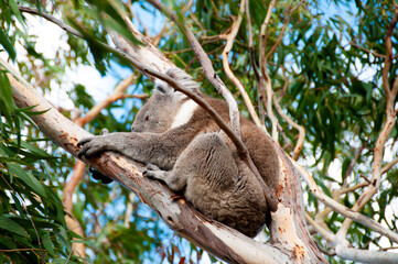 Wild Koala - Kangaroo Island