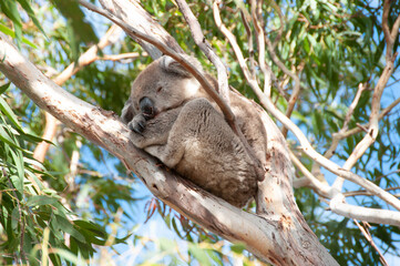 Wild Koala - Kangaroo Island
