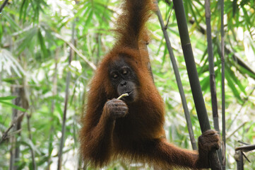 A juvenile male sumatran orangutan or Pongo abelii among the bamboo trees in Mount Leuser National Park Bukit Lawang, Indonesia