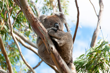 Wild Koala - Kangaroo Island