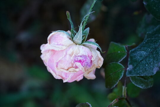The first autumn frost. Bush of burgundy blooming roses covered with white frost. Morning frost, green leaves of frozen plants. Blurry background image