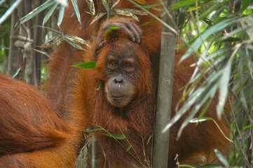 Fototapeta premium A juvenile sumatran orangutan or Pongo abelii spotted in the rainforest in Mount Leuser National Park Bukit Lawang, Indonesia