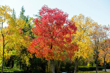 Autumn scenery of Nanhu Wetland Park in Anhui province, China