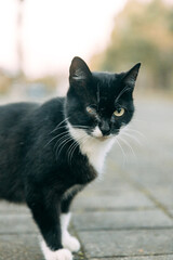 Naklejka na ściany i meble A street cat with an eye wound. Helping abandoned animals.