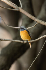 Close-up of a sitting, beautiful daurian redstart