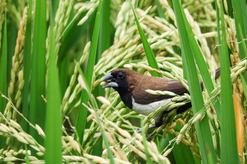 birds eat rice in the fields