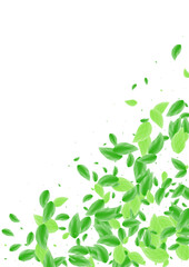 Greenish Leaf Background White Vector. Vegetation Simple Design. Summer Texture. Light Green Organic Frame. Sheet Vibrant.