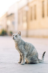 A beautiful stray cat is watching the street. The problem of pets, an abandoned cat.