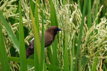birds eat rice in the fields