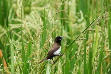 birds eat rice in the fields