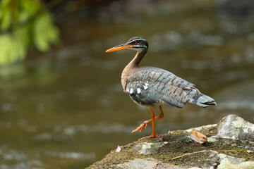 Sunbittern (Eurypyga helias) is a bittern-like bird of tropical regions of the Americas, and the sole member of the family Eurypygidae 