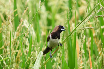 birds eat rice in the fields