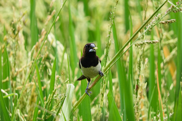 birds eat rice in the fields