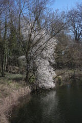 Fototapeta na wymiar Prunus trees in flower in early spring - Before foliage - Etangs de la miniere along la Bievre river - Buc - Yvelines - Ile-de-France - France