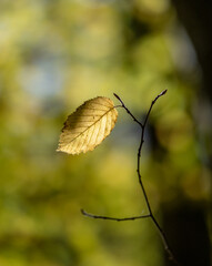 Autumn leaf in the forest