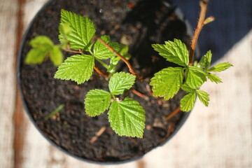 malina Rubus idaeus