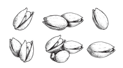 Hand drawn sketch style pistachios set. Fresh and fried organic healthy food.  Best for packages design. Nuts vector illustrations isolated on white background.