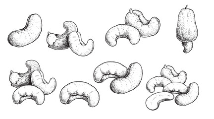 Hand drawn sketch style cashew set. Fresh and fried organic healthy food. Best for packages design. Nuts vector illustrations isolated on white background. © Sketch Master