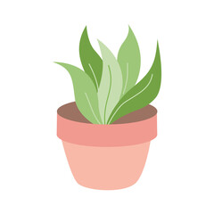 Simple dracaena potted house plant for design ornament