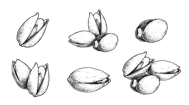 Hand drawn sketch style pistachios set. Fresh and fried organic healthy food.  Best for packages design. Nuts vector illustrations isolated on white background.