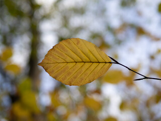 Obraz premium Autumn leaf in the forest.