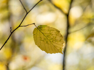 Autumn leaf in the forest