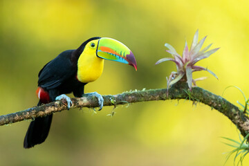 Keel-billed toucan (Ramphastos sulfuratus), also known as sulfur-breasted toucan or rainbow-billed...