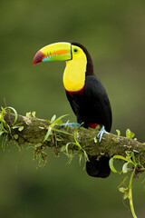 Keel-billed toucan (Ramphastos sulfuratus), also known as sulfur-breasted toucan or rainbow-billed toucan, is a colorful Latin American member of the toucan family. 
