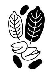 Botanical set of pistachio fruit. Silhouette of open and closed pistachios. Healthy organic snack. Nuts in shell with leaves in cartoon illustration style.