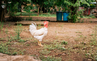Beautiful purebred white choyin rooster in a yard, a beautiful white stripped neck rooster in the yard. Domestic animals concept.