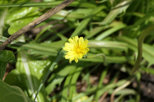 Murnong or Yam daisy is a Native Australian bush food Microseris scapigera