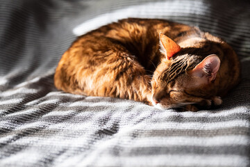 Sleeping cat. Cute cat resting on bed.